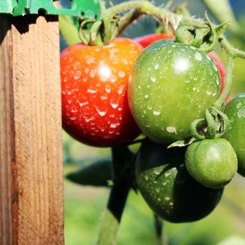 Odoo - Sample 3 for three columns